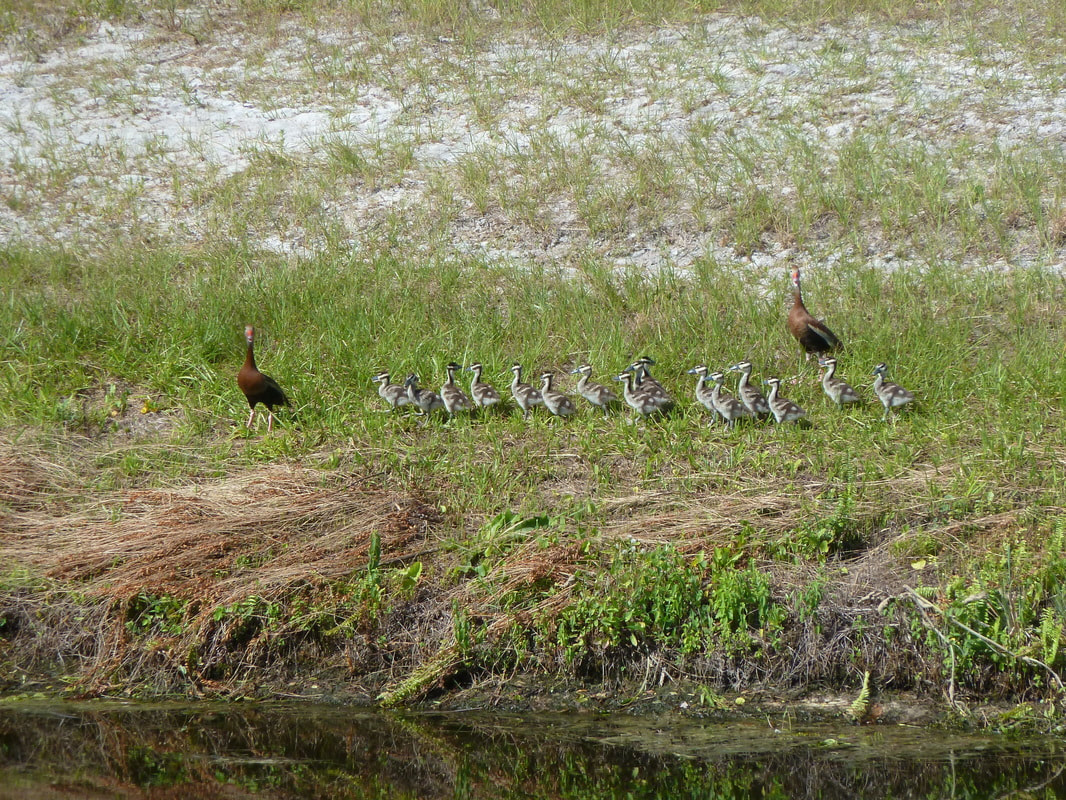 We were amazed to see 2 Ducks with 16 Ducklings in July 2015